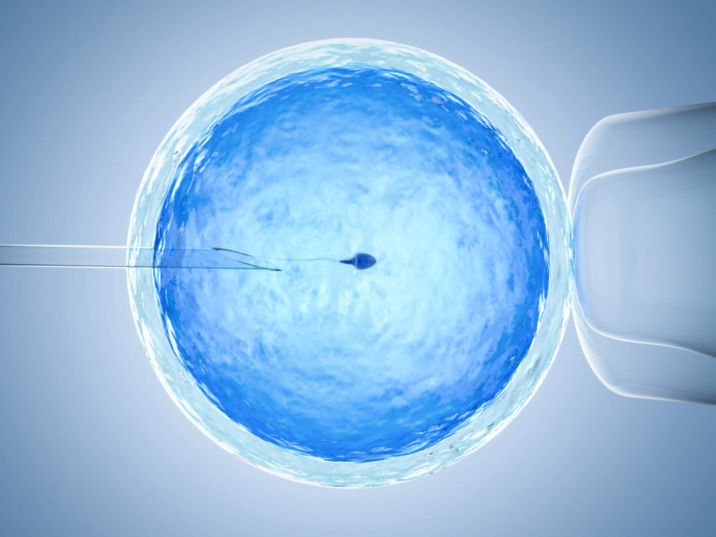 fertilização in vitro